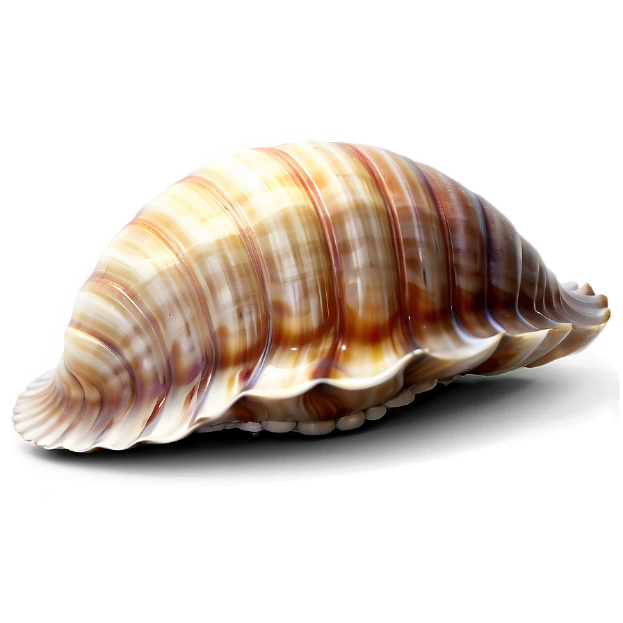 Stylized Clam Shell Png Laf