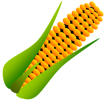 Stylized Corn Cob Illustration PNG with transparent background