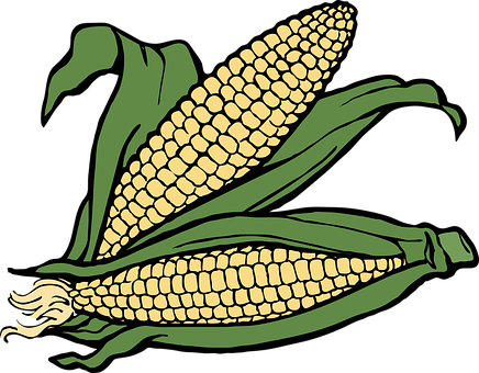 Stylized Corn Illustration PNG with transparent background