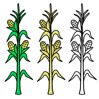 Stylized Corn Stalks Illustration PNG with transparent background