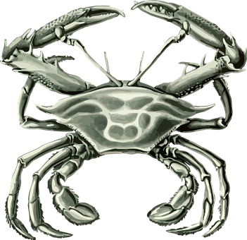 Stylized Crab Illustration