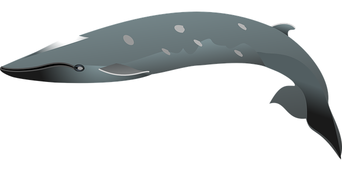 Stylized Dolphin Graphic PNG with transparent background