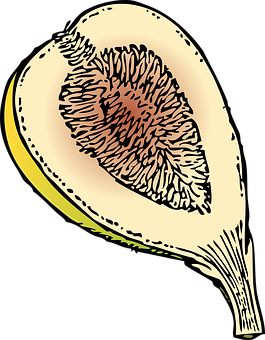 Stylized Fig Fruit Illustration PNG image with a transparent background, free high-resolution download