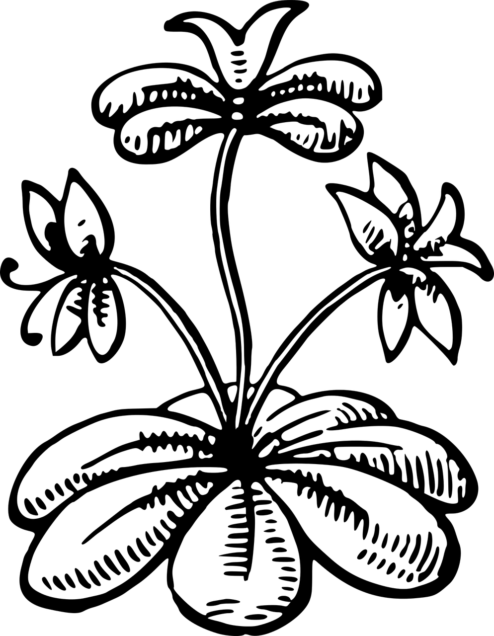 Leafy Png, Transparent Png PNG with transparent background