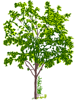 Stylized Green Tree Illustration PNG with transparent background