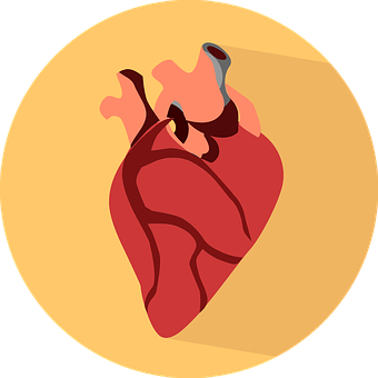 Stylized Human Heart Illustration