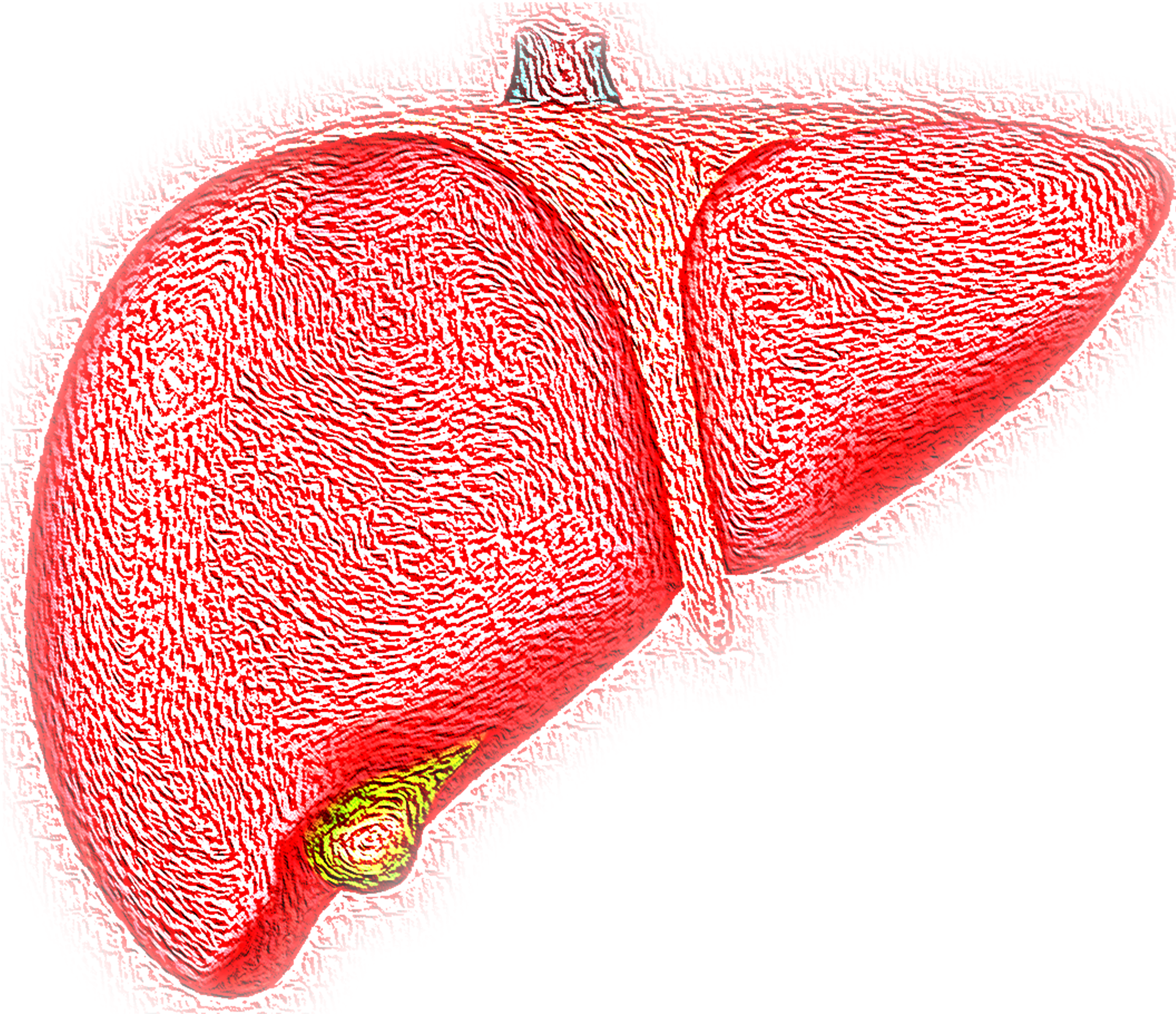 Stylized Human Liver Illustration PNG with transparent background