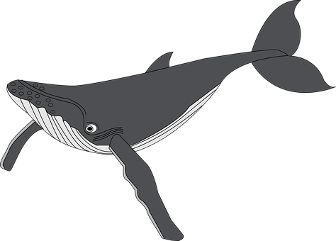 Stylized Humpback Whale Illustration PNG with transparent background