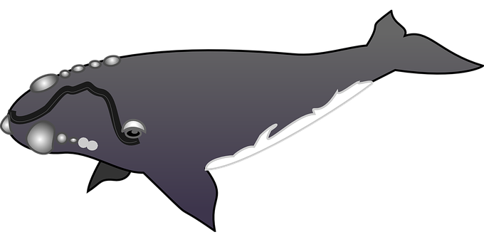 Stylized Humpback Whale Illustration PNG with transparent background