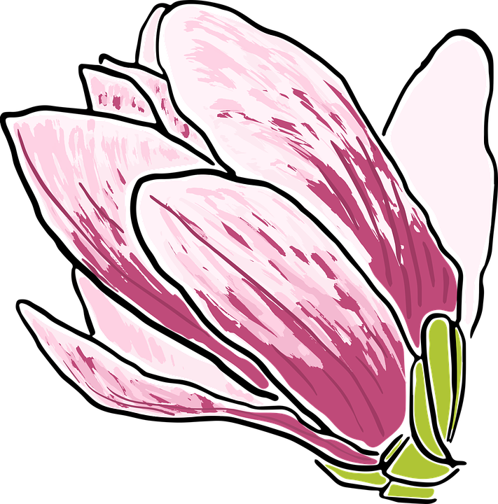 Stylized Magnolia Illustration