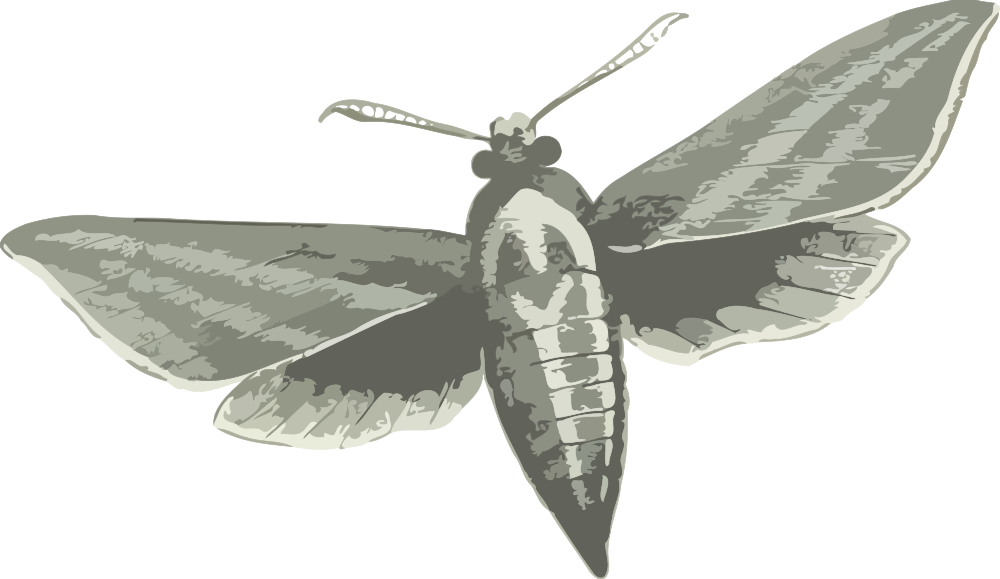 Elephant Hawk Moth - Elephant Hawk Moth Black And White, HD Png Download PNG image with a transparent background, free high-resolution download