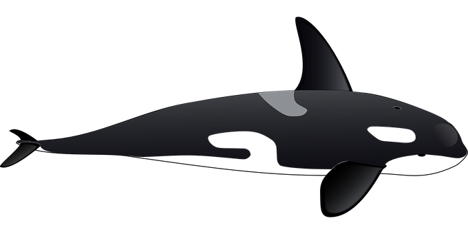Stylized Orca Vector Illustration PNG with transparent background