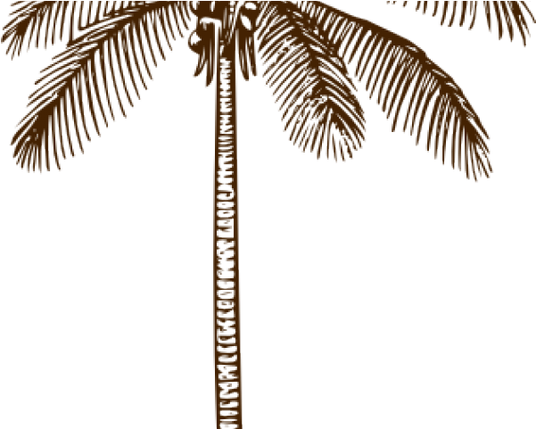 Stylized Palm Tree Illustration