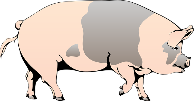 Stylized Pig Illustration PNG with transparent background