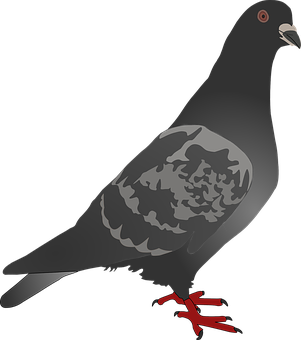 Stylized Pigeon Illustration PNG with transparent background