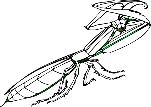 Stylized Praying Mantis Illustration PNG with transparent background