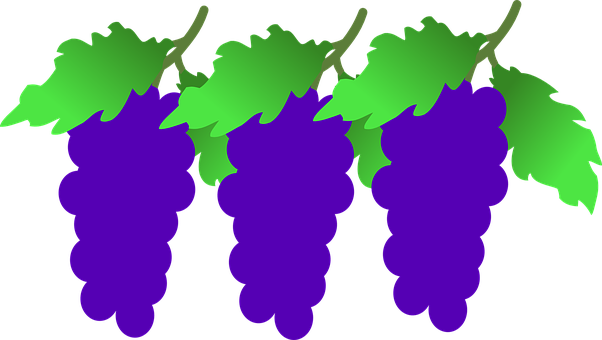 Stylized Purple Grapes Vector PNG with transparent background