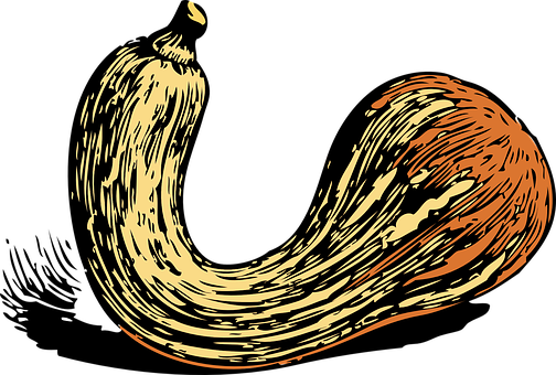 Stylized Squash Illustration PNG with transparent background