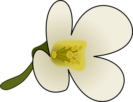 Stylized White Flower Illustration