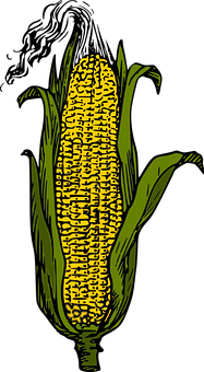 Stylized Yellow Corn Ear PNG with transparent background