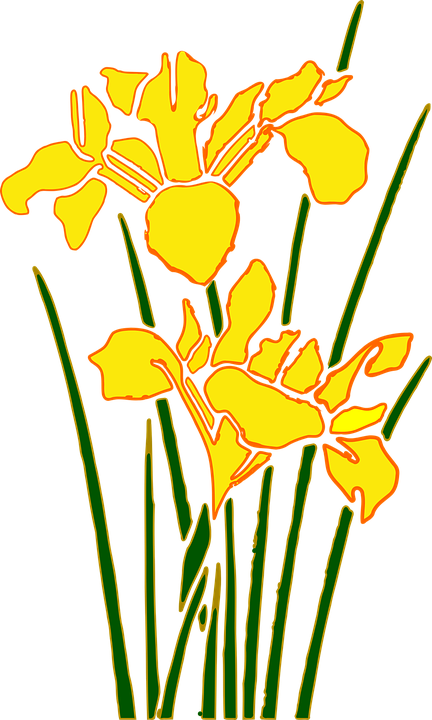 Stylized Yellow Iris Floral Art