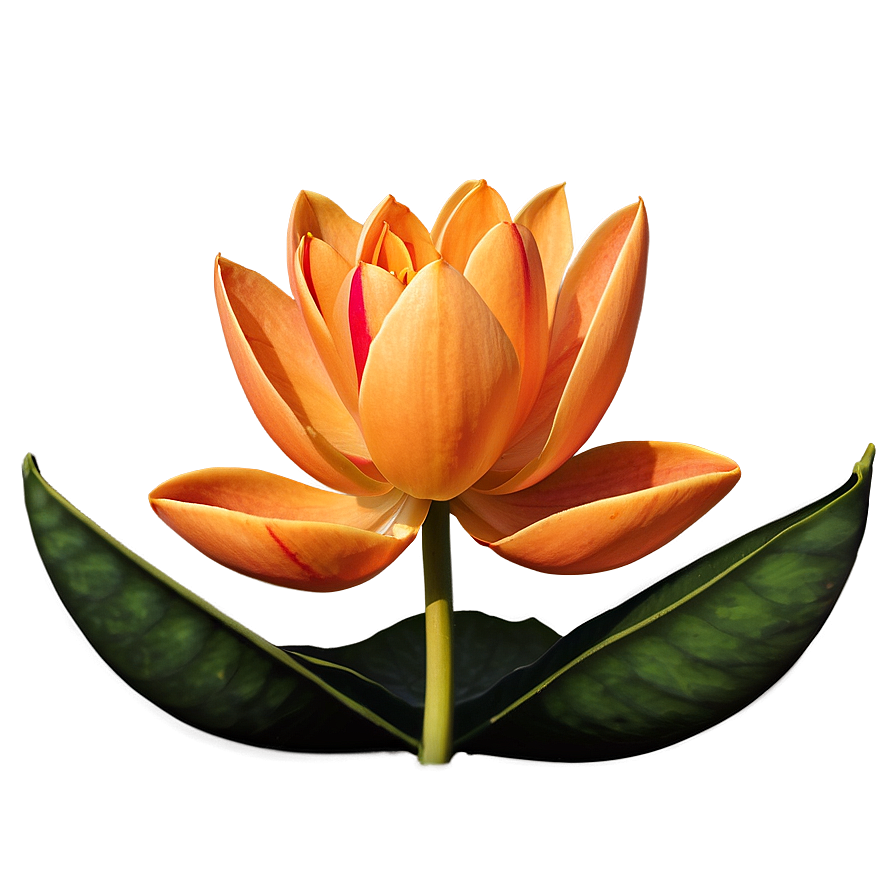 Sublime Orange Lotus Png 90