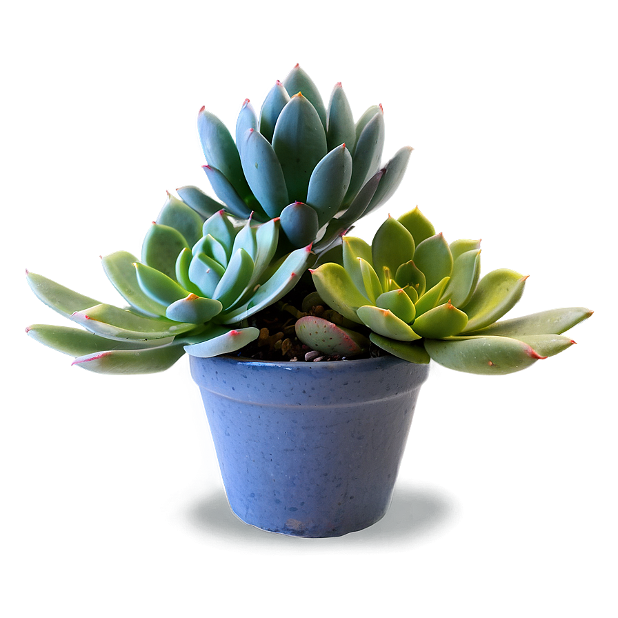 Succulent Arrangement Png Drw