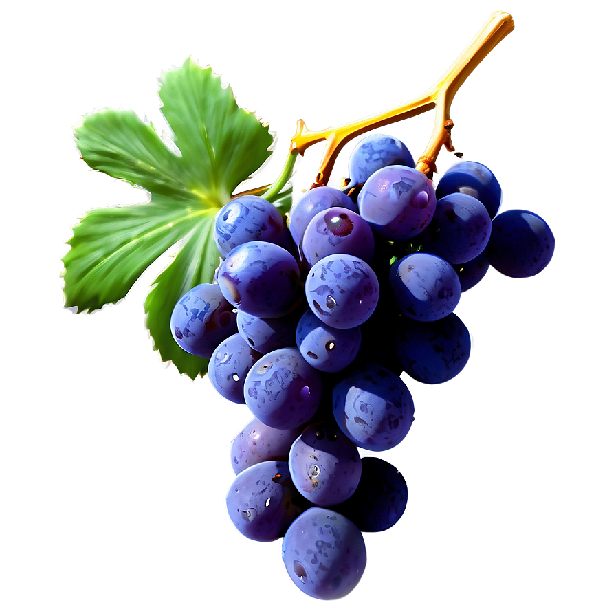 Succulent Grapes Png 26