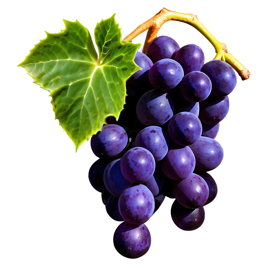 Succulent Grapes Png Kqb89