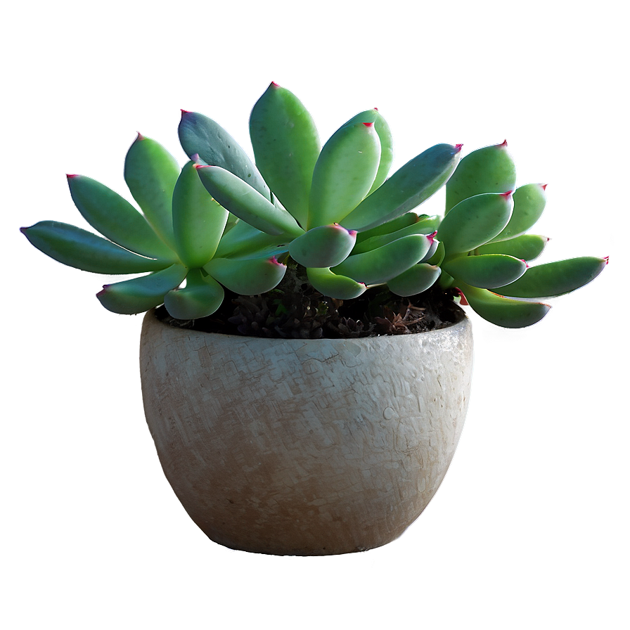 Succulent Hanging Plant Png 05252024