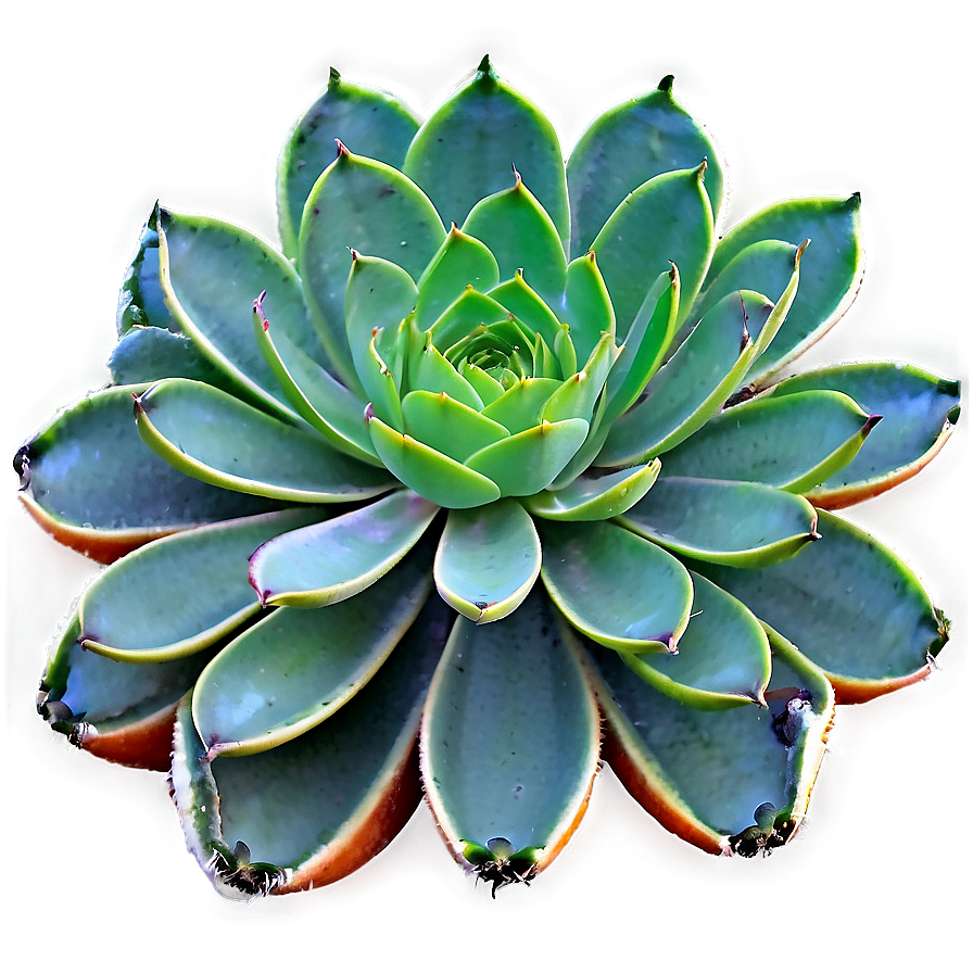 Succulent Plant Collection Png 88