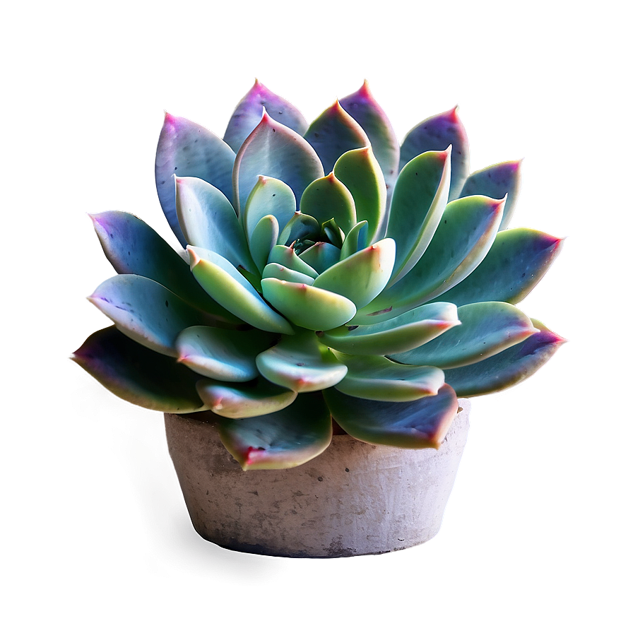 Succulent Plant PNG 05242024 PNG with transparent background