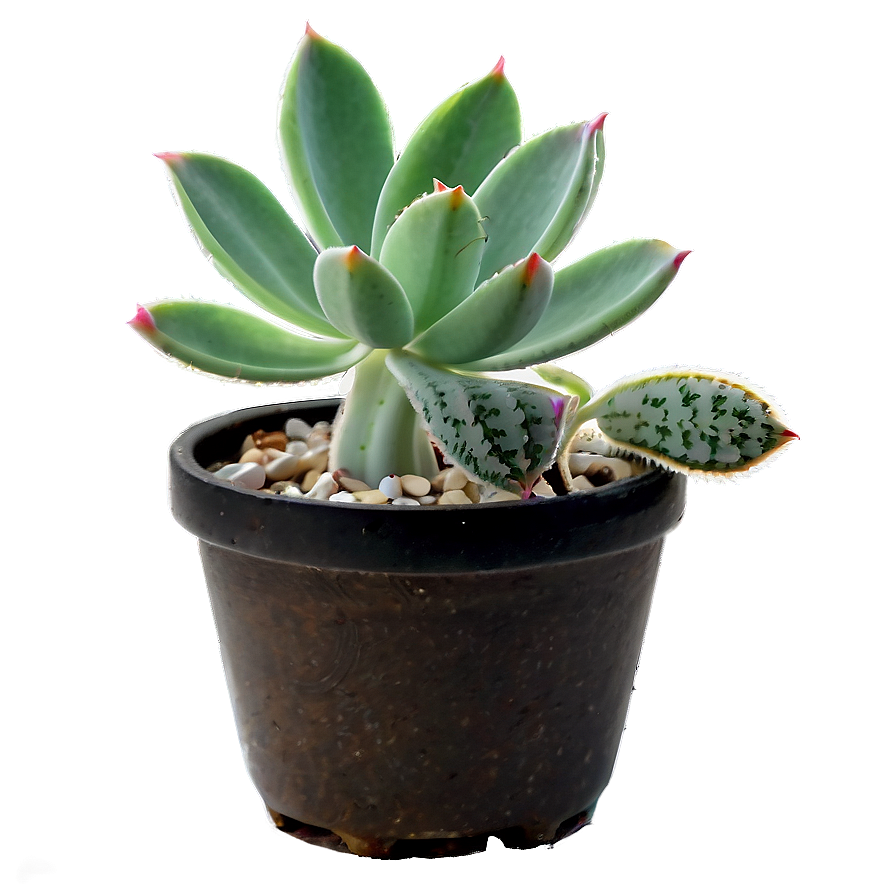 Succulent Plant Png 53