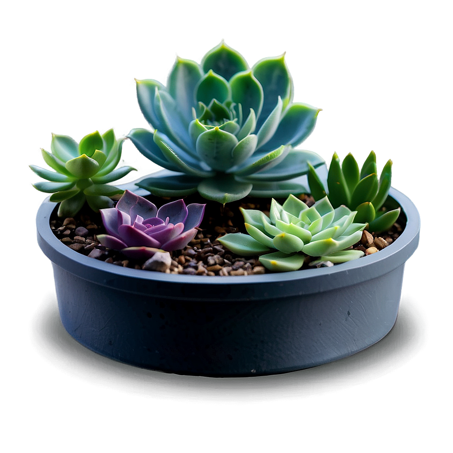 Succulent Subscription Box Png Gmj57