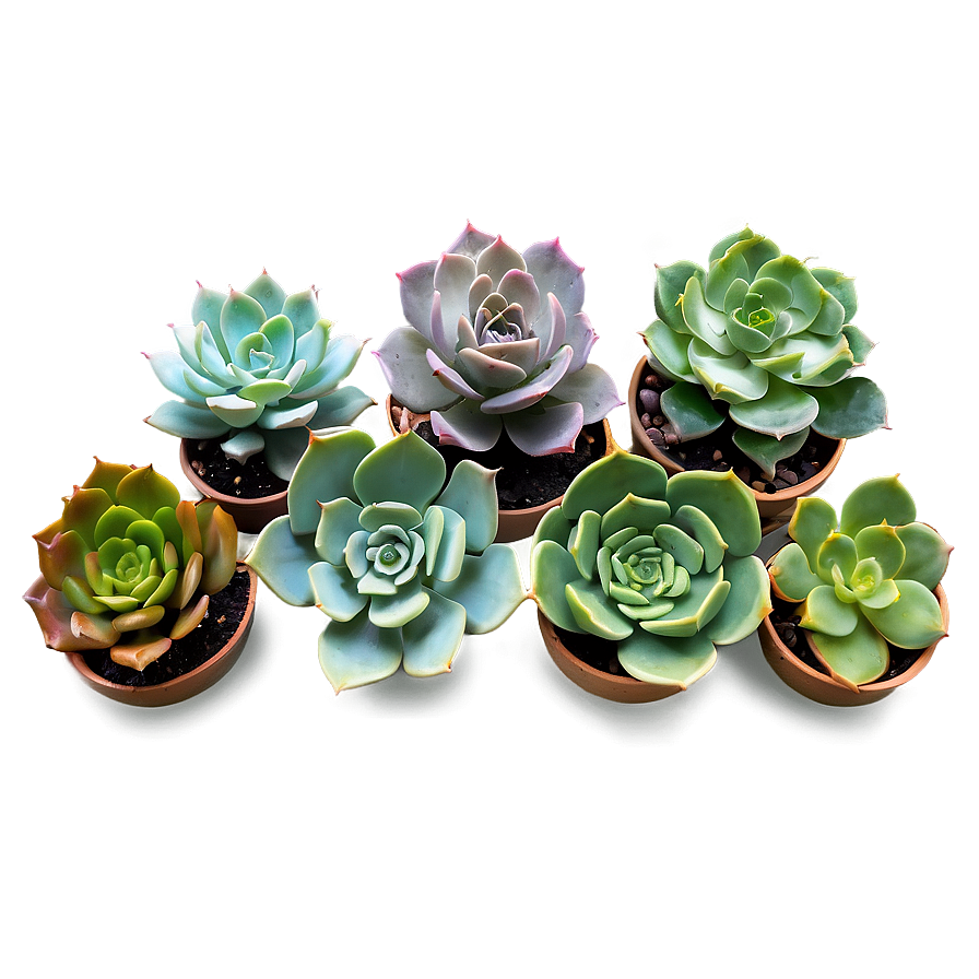 Succulent Wall Decor Png Ueo