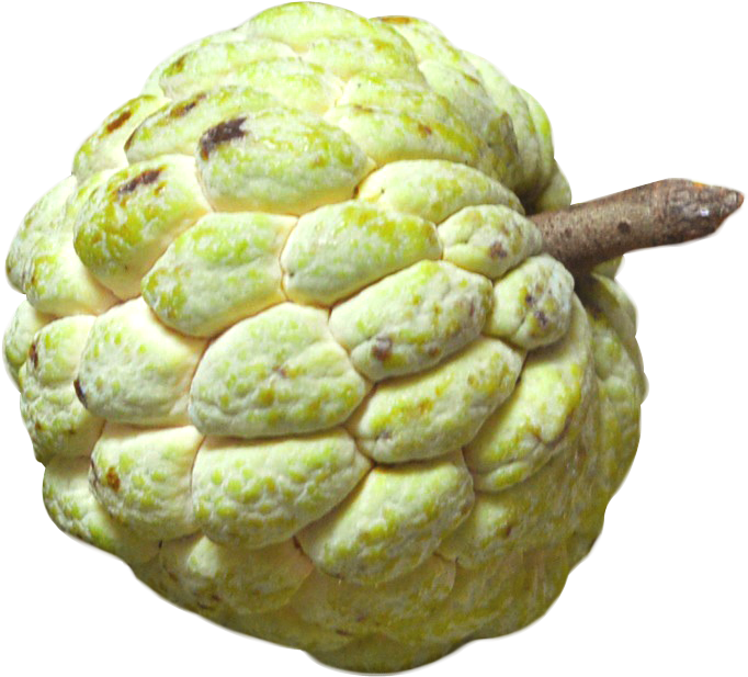 Custard Apple Png Image - Custard Apple Png, Transparent Png PNG image with a transparent background, free high-resolution download