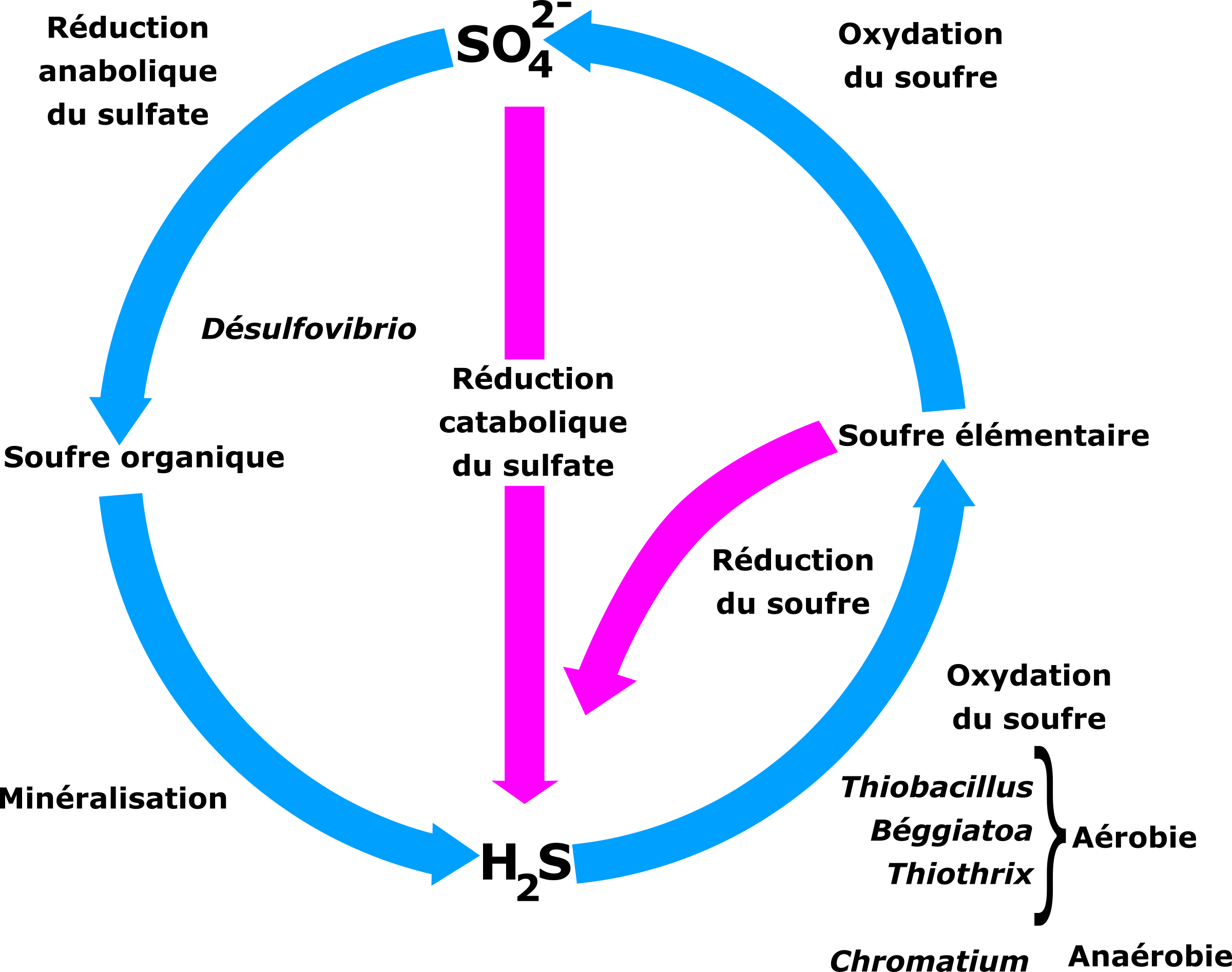 Cycle Du Soufre Clip Arts - Simple Sulfur Cycle Diagram, HD Png Download PNG with transparent background