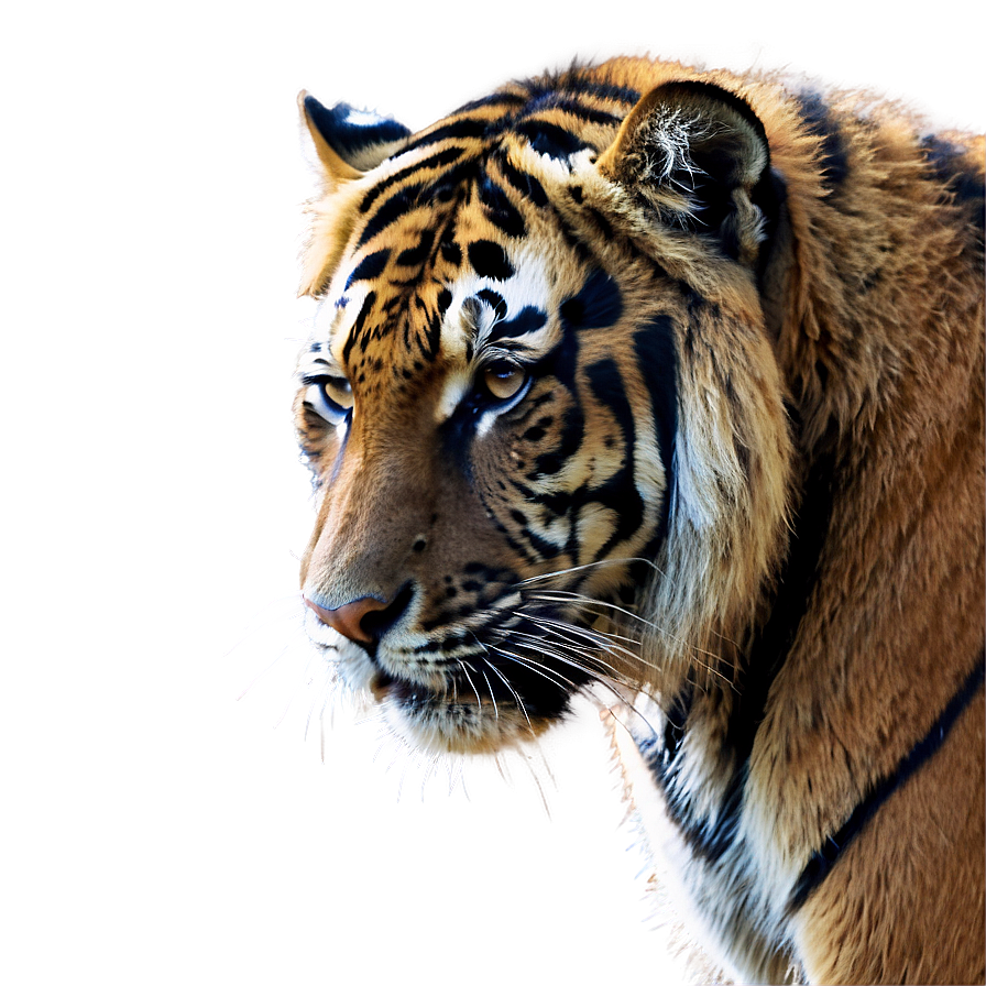 Sumatran Tiger PNG 97 PNG with transparent background