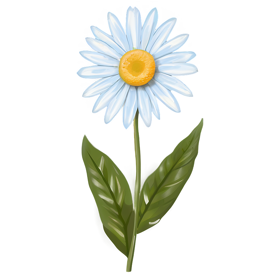 Summer Daisy Print Png Hhj