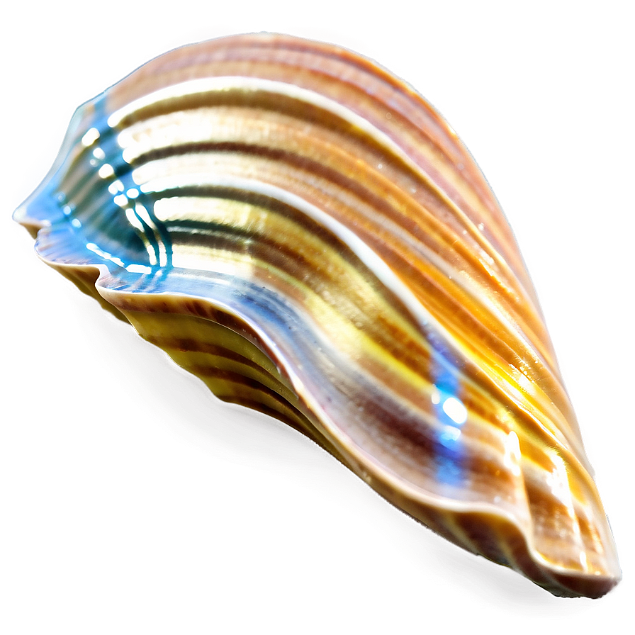 Summer Vibes Seashell Png 06252024