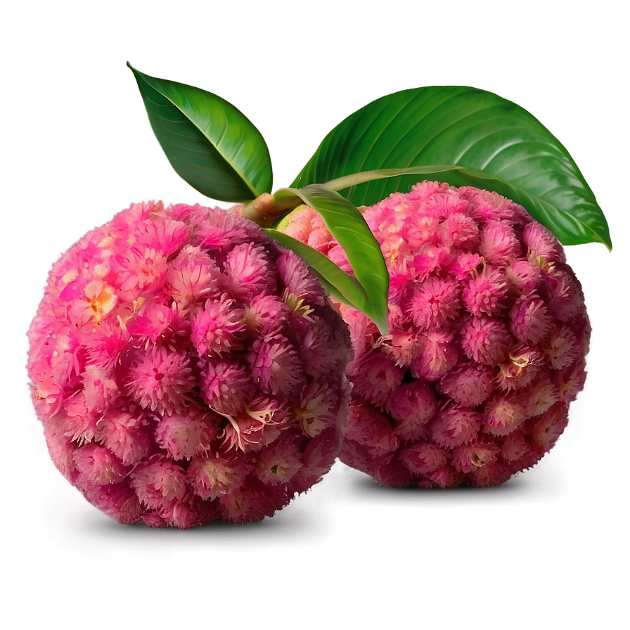 Summery Lychee Png Jno