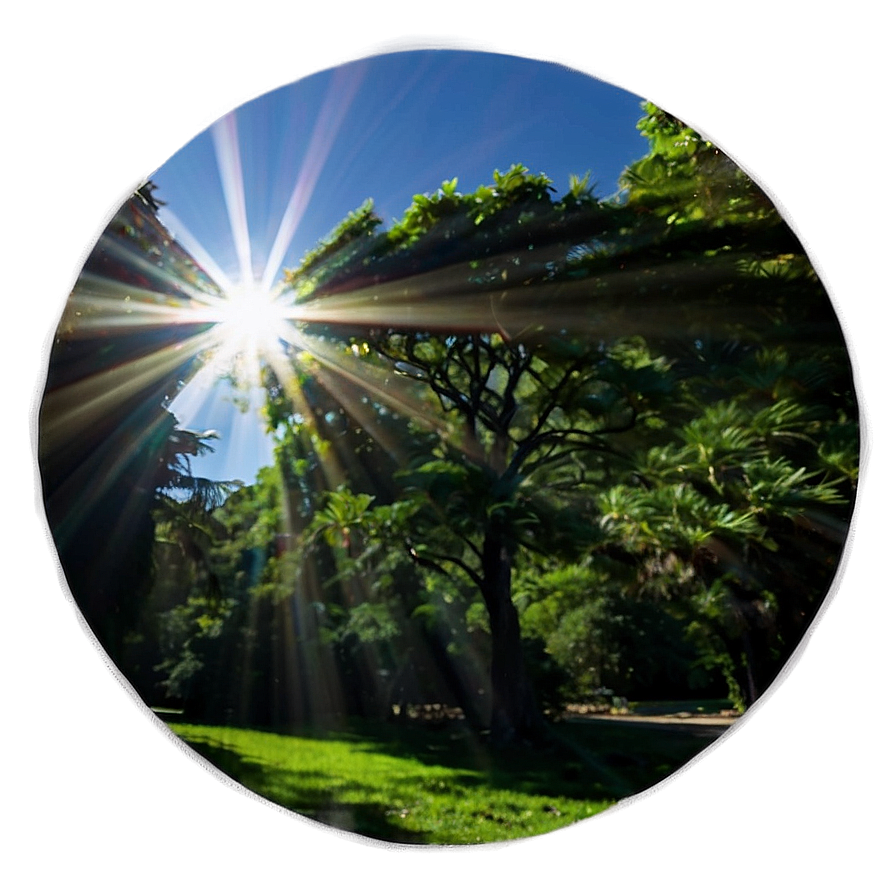 Sun Flare Through Trees Png 7