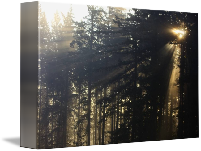 Sunbeams Through Forest Canvas PNG with transparent background