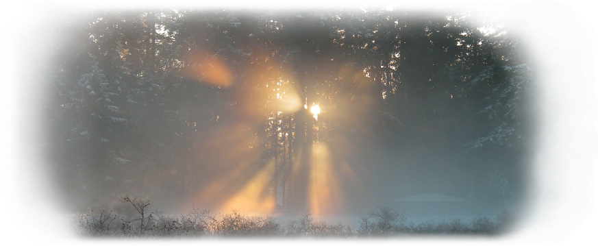 Sunbeams Through Winter Forest PNG with transparent background
