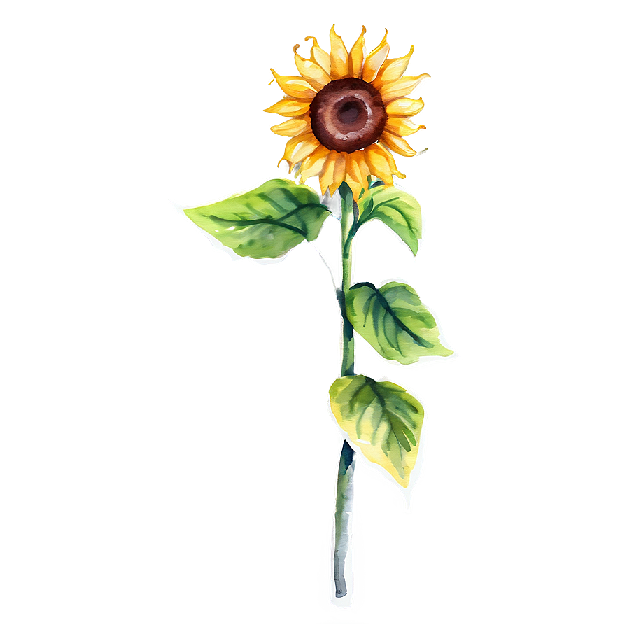 Sunflower Beauty Watercolor Art Png 06272024