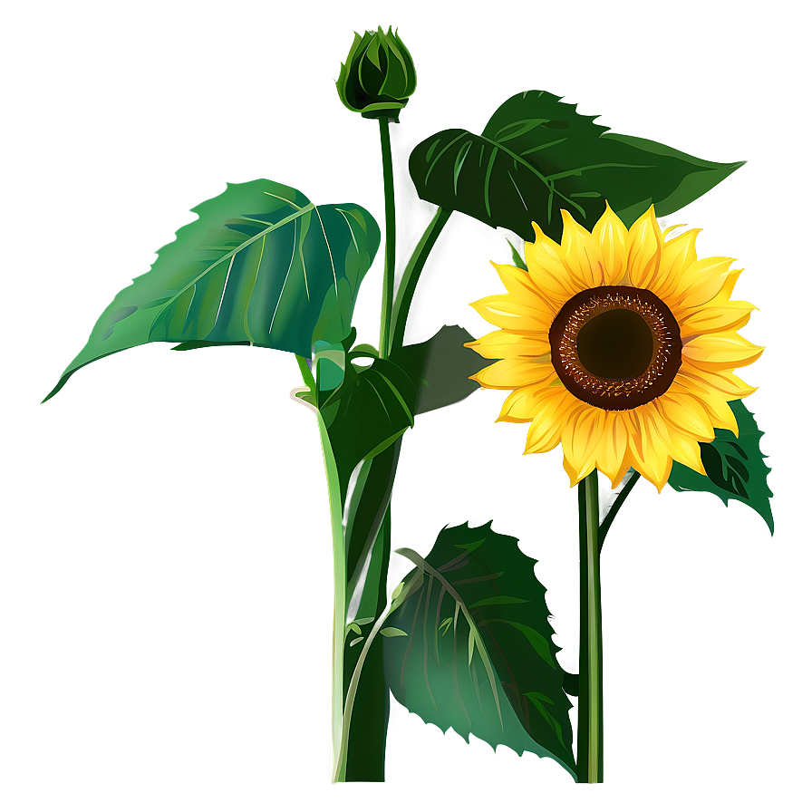Sunflower Clipart PNG 05252024 PNG image with a transparent background, free high-resolution download