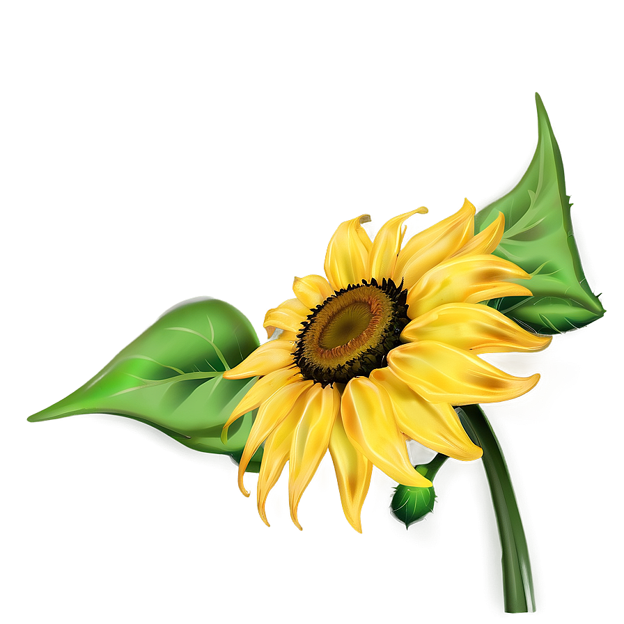 Sunflower Head Png Yyv