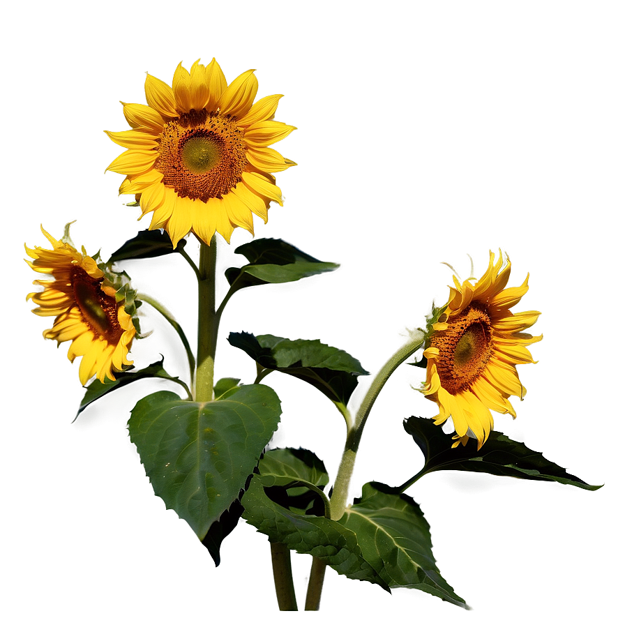 Sunflower In Field Png 05032024