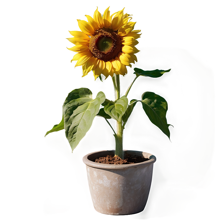 Sunflower In Pot Png 36