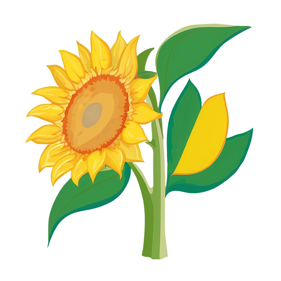 Sunflower Outline Transparent PNG jcv PNG image with a transparent background, free high-resolution download